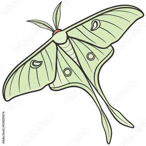 Detailed Illustration of a Light Green Luna Moth with Prominent Wing Markings