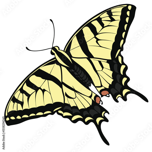 Illustration of a stunning Eastern Tiger Swallowtail Butterfly against a white background