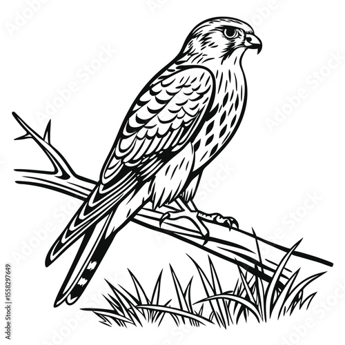 Brown raptor vector drawing: wild hawk perched on a branch, featuring detailed feathers and a sharp beak