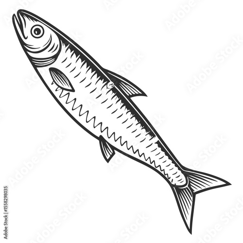 Fresh raw seafood fish, like bream or mackerel, isolated on a white background
