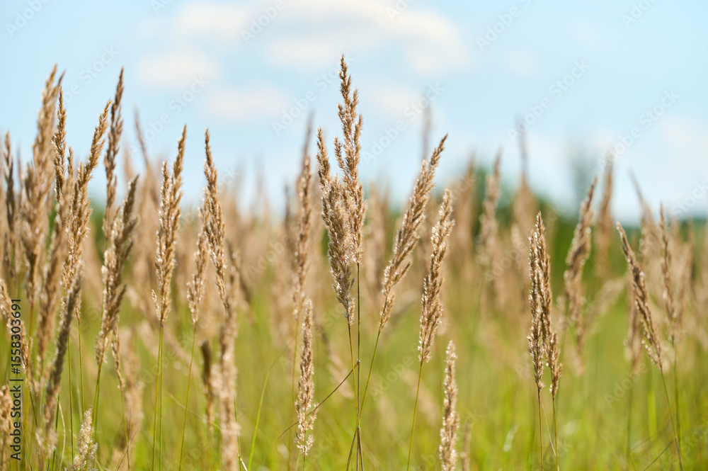 Tall, golden grasses dance in the breeze against a bright blue sky, creating a serene summer landscape. Tall, golden grasses dance in the breeze against a bright blue sky, creating a serene summer landscape.