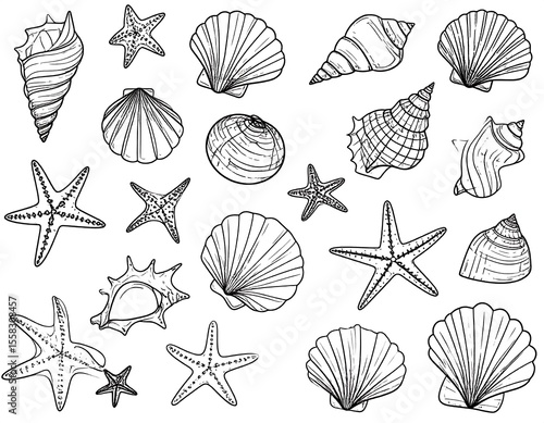 Black and white seashell and starfish collection