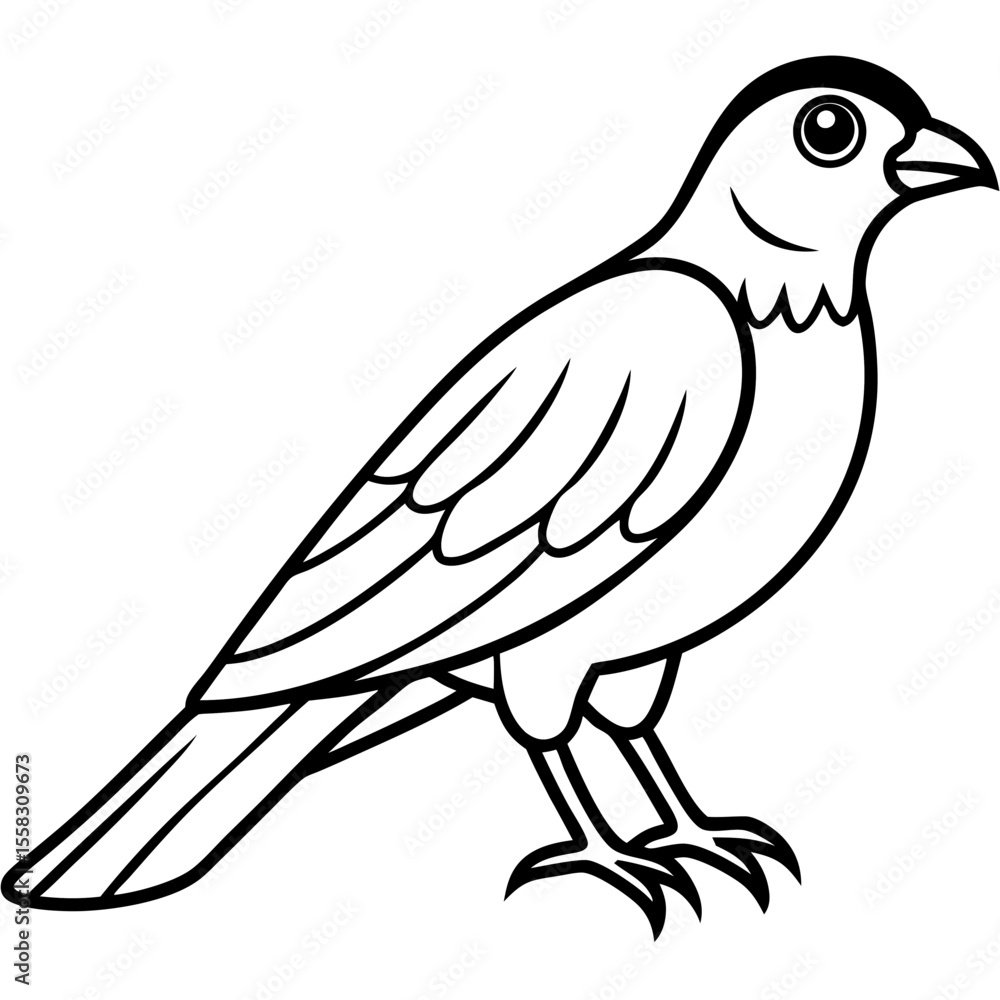 Obraz premium Sparrowhawk Vector Outline