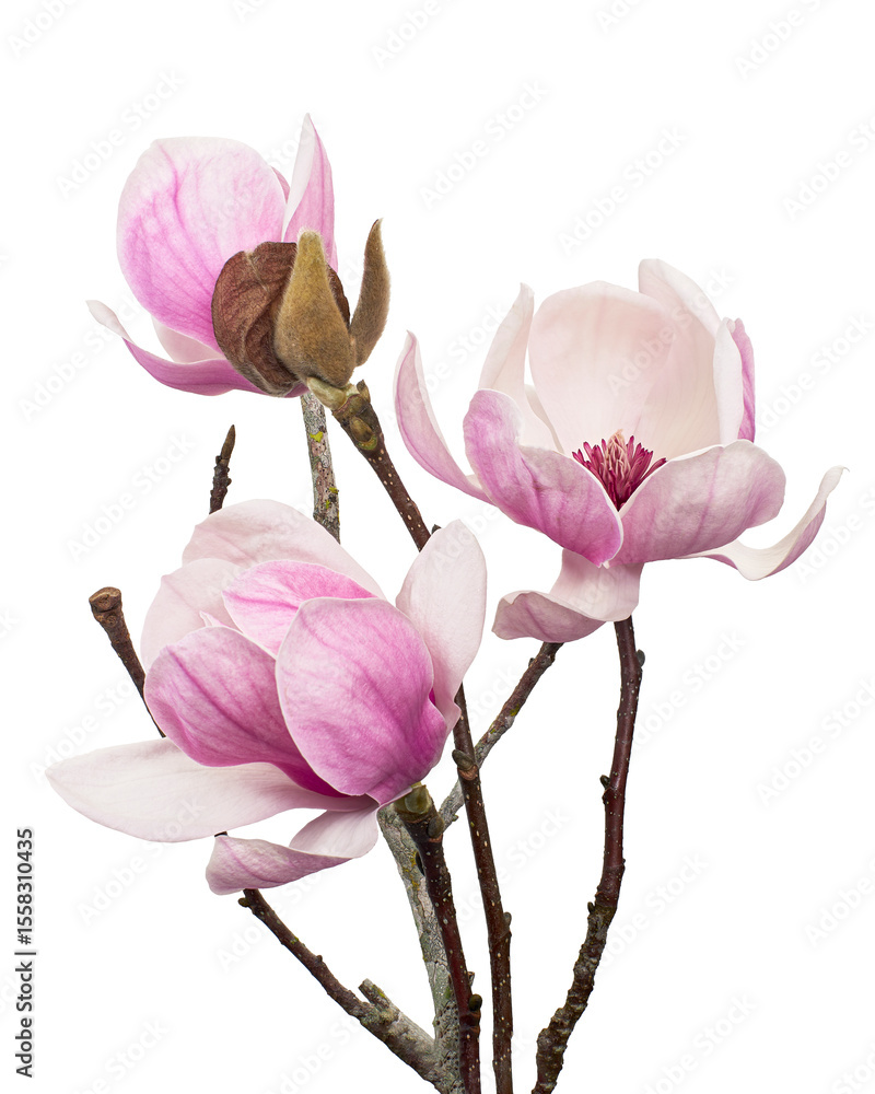 Fototapeta premium Purple magnolia flower, Magnolia felix isolated on white background, with clipping path