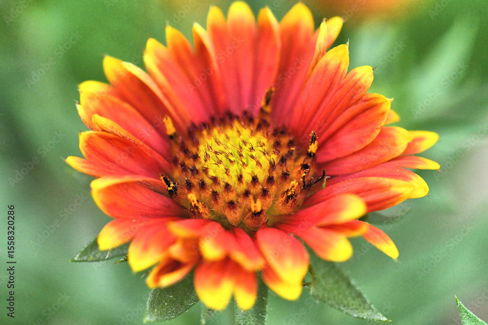 Side View Blanket Flower Side View Blanket Flower