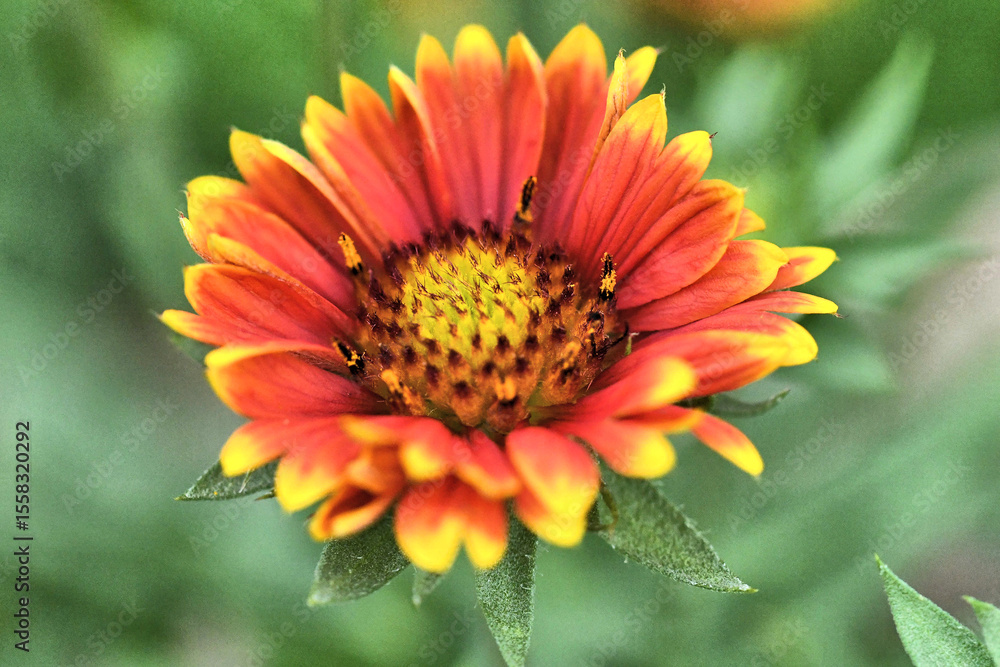 Blanket Flower angled view Blanket Flower angled view