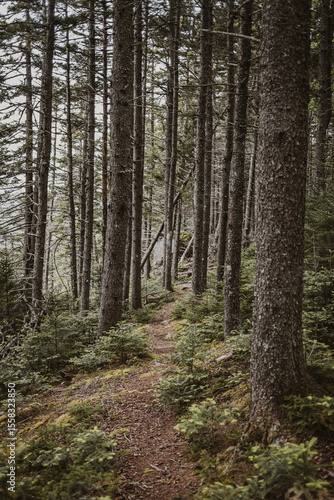 Wallpaper Mural Hiking trail winds through mossy pine covered forest in Maine Torontodigital.ca