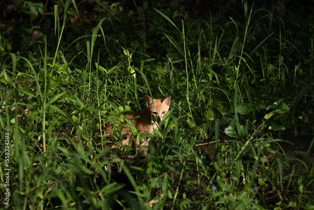 Fototapeta premium A shy ginger kitten peeking through tall green grass. A beam of sunlight illuminates the cat's face, creating a dramatic and curious portrait of a young animal in nature.