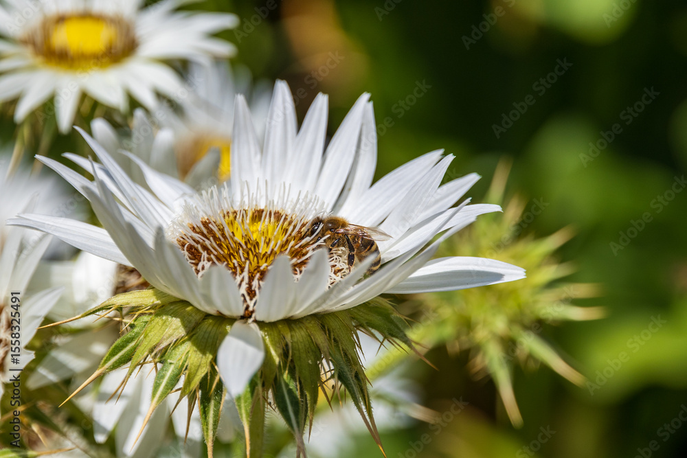 Bee on Silver Thistle Blossom Bee on Silver Thistle Blossom