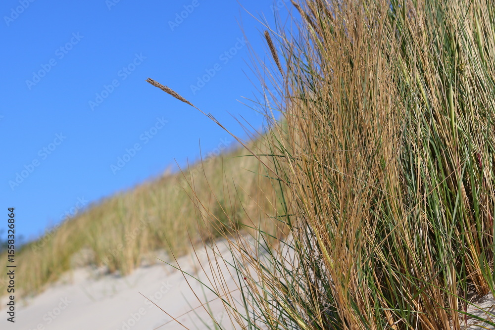 Obraz premium An ear and a blade of grass against a blue sky