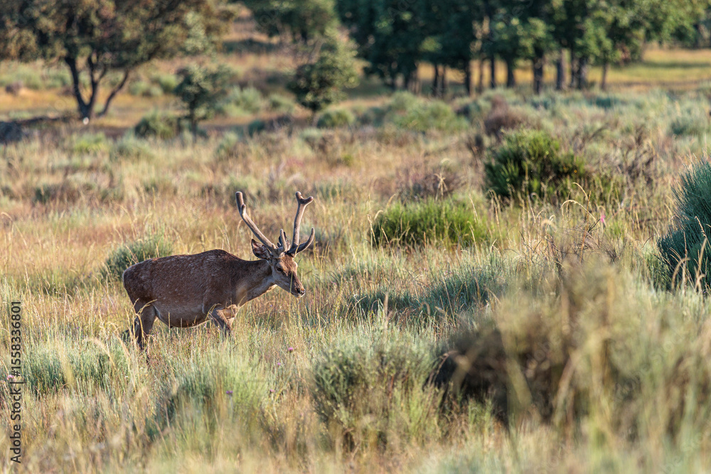 Fototapeta premium Cervus elaphus. Red deer male in summer. Sierra de la Culebra, Zamora, Spain.