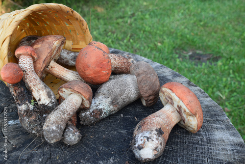 Edible forest mushrooms. Porcini mushrooms on a stump in the forest.