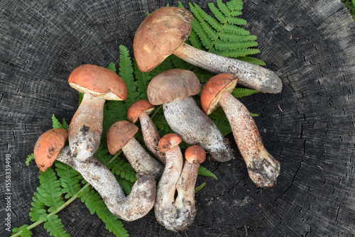 Edible forest mushrooms. Porcini mushrooms on a stump in the forest.