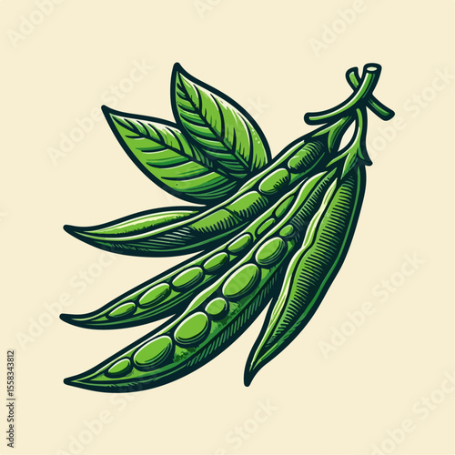 vector illustration of fresh long beans