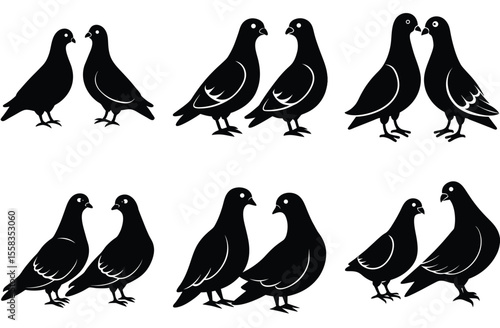 Black pigeons paired together in multiple arrangements birds white background