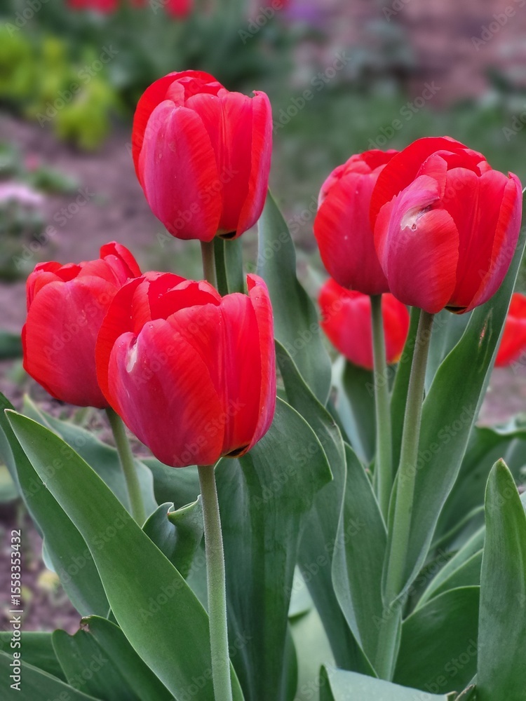 Naklejka premium Group of Red Tulips Among Green Leaves