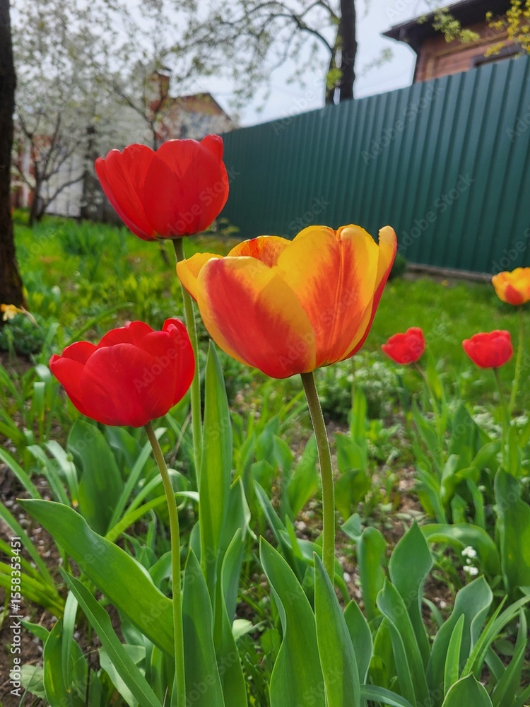 Obraz premium Red and Yellow Tulips in Garden Scene