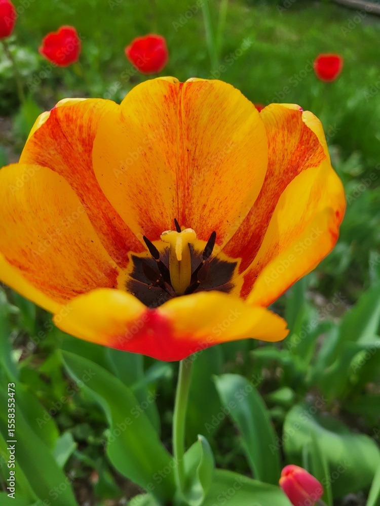 Fototapeta premium Orange Tulip Flower Close-Up with Texture