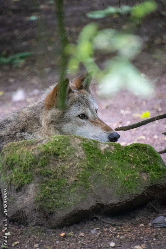 Obraz premium A close up shot of a wolf