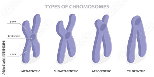 Schilderij op canvas Types of chromosomes (metacentric, submetacentric, telocentric, acrocentric)