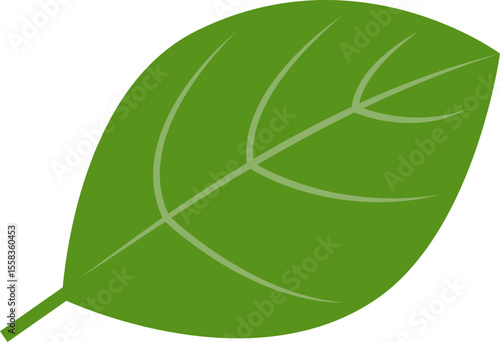 Feuille de basilic