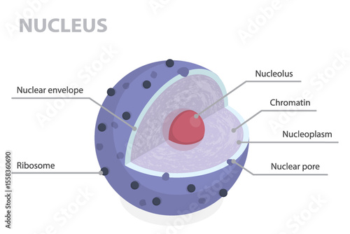 Structure of nucleus. 3d flat isometric vector illustration parts of the cell: nuclear envelope, pore, nucleoplasm, chromatin and nucleolus. Infographic educational poster.