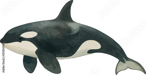 Watercolor Orca Whale – Hand Painted Killer Whale Illustration
