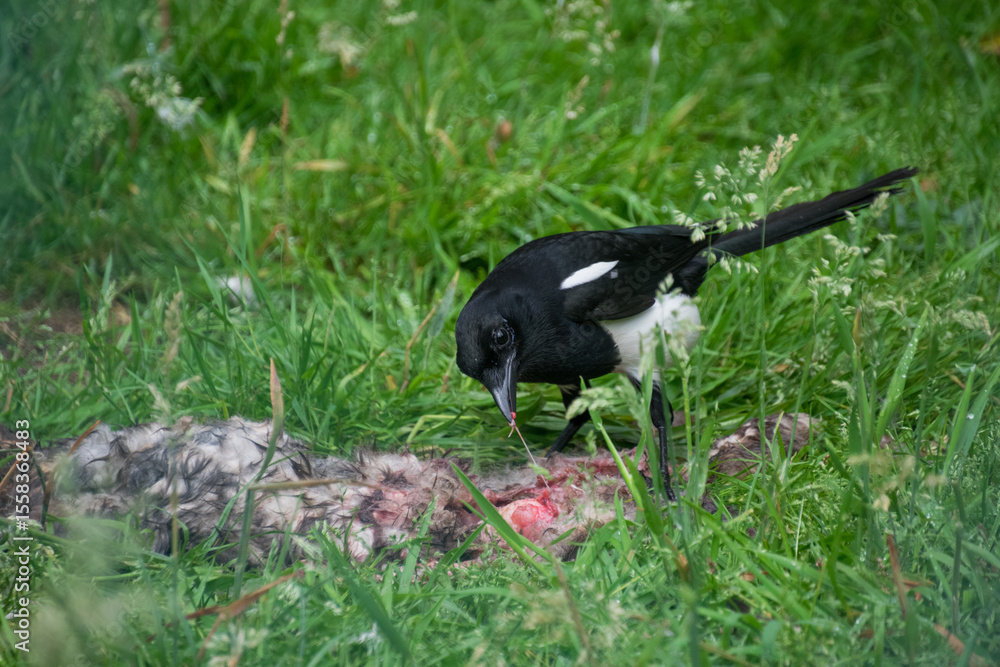 Obraz premium An eurasian magpie eating meat