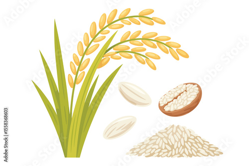 Rice Plant, Ears, Grains and Pile of Rice