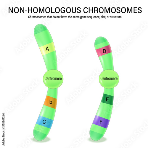 Diagram of non-homologous chromosome. Vector used for scientific and medical education. 