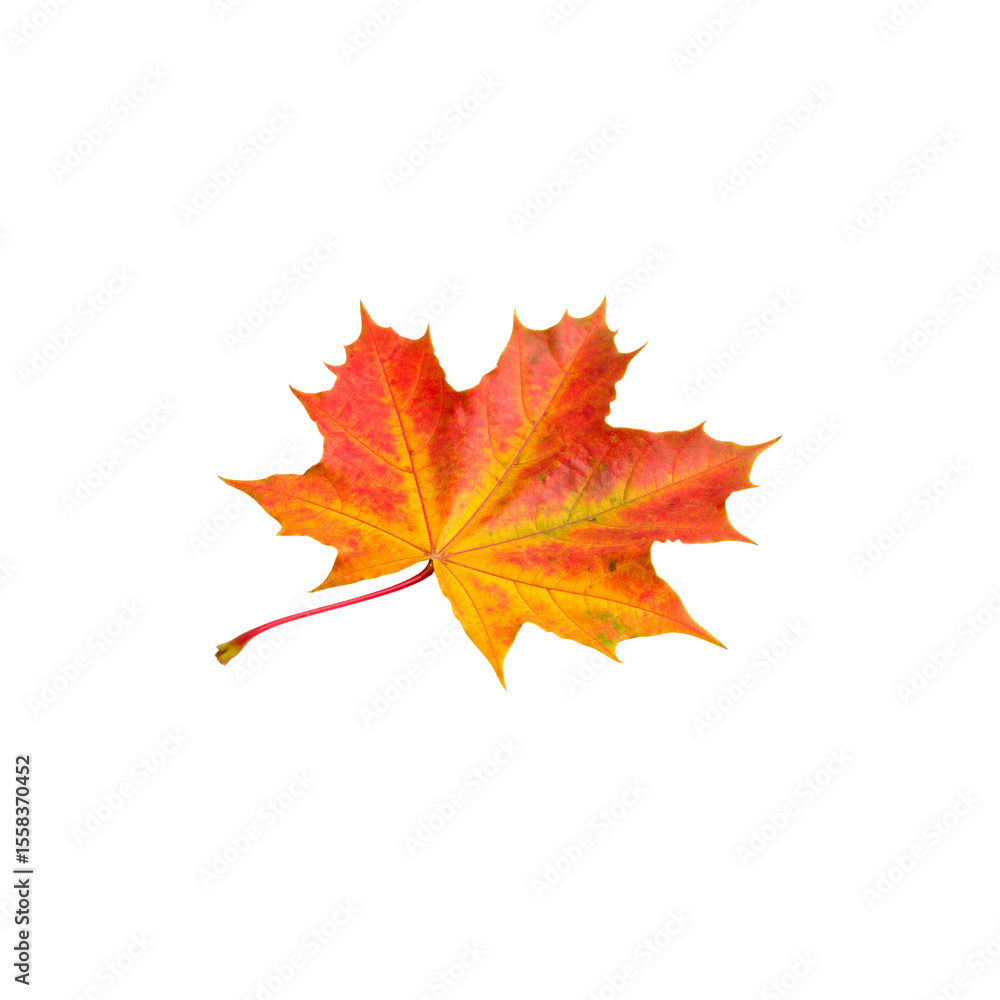 Obraz premium Autumn maple leaf isolated on white, showcasing the vibrant red and yellow colors of the fall season