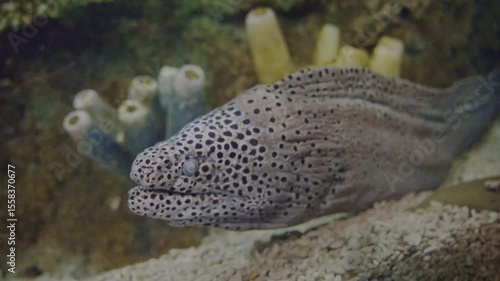 Spotted moray eel resting on the bottom of a marine exhibit with rocks and sand.