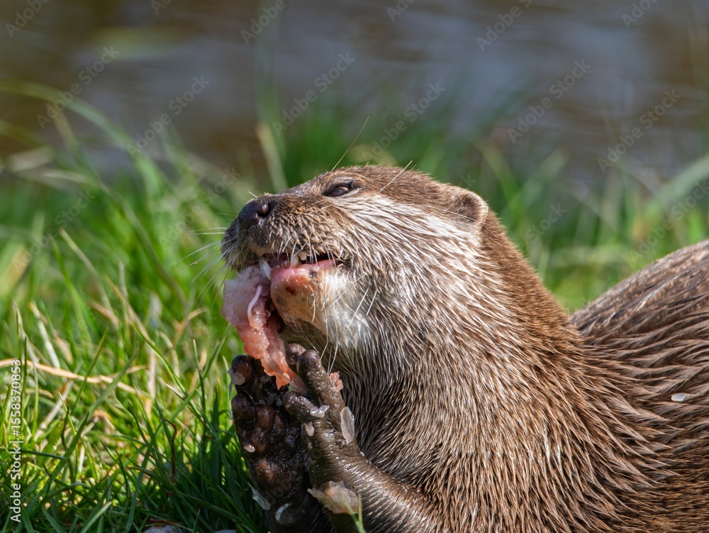 Close up of a wild otter eating food. Adorable Otter Feasting on a Fresh Fish Close up of a wild otter eating food. Adorable Otter Feasting on a Fresh Fish