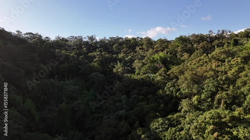 Drone Panorama of Forest Canopy with Distant Taipei City Skyline