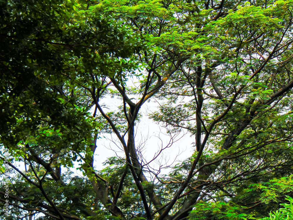 Fototapeta premium Trees in the park