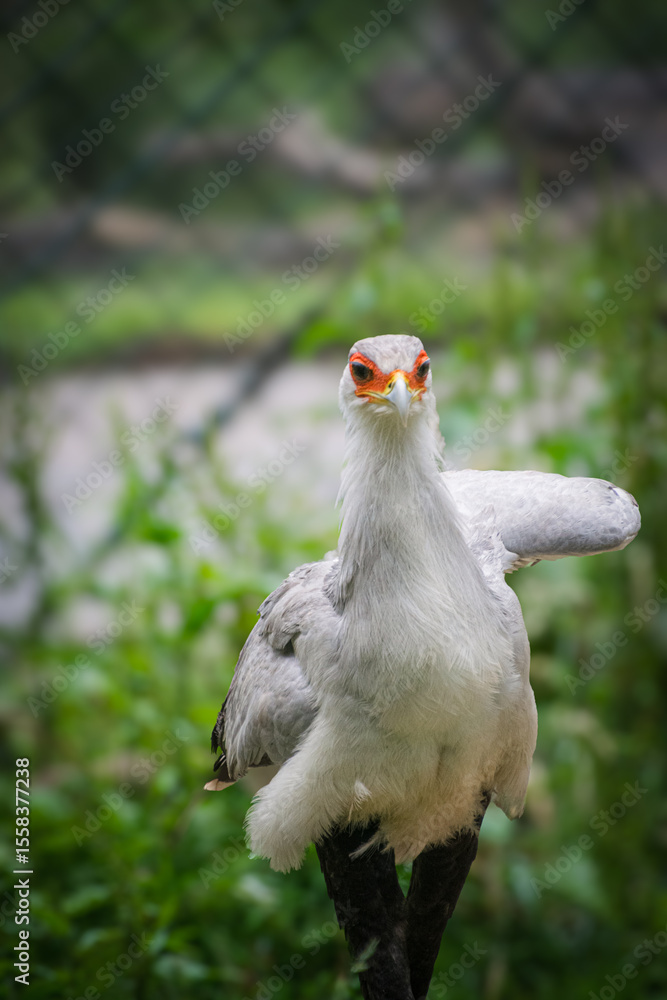 Obraz premium A secretarybird - close up shot