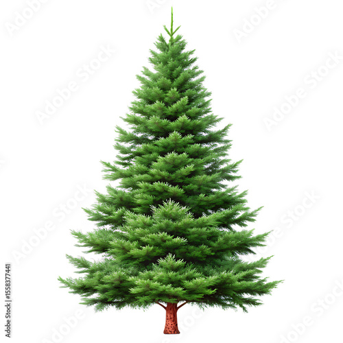 A single green pine tree isolated on transparent background
