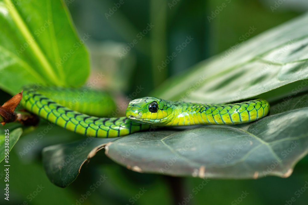 Obraz premium Close-up of a beautiful but highly venomous adult male boomslang (Dispholidus typus), also known as a tree snake or African tree snake, in a small tree in KwaZulu-Natal, South Africa