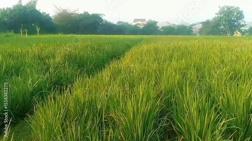 A vast expanse of green rice fields glowing under the soft morning light. The fresh dewdrops and gentle breeze create a serene and refreshing rural landscape, full of life and natural beauty.