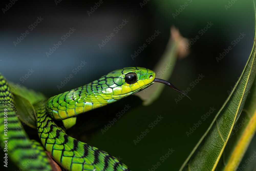 Close-up of a beautiful but highly venomous adult male boomslang (Dispholidus typus), also known as a tree snake or African tree snake, in a small tree in KwaZulu-Natal, South Africa Close-up of a beautiful but highly venomous adult male boomslang (Dispholidus typus), also known as a tree snake or African tree snake, in a small tree in KwaZulu-Natal, South Africa
