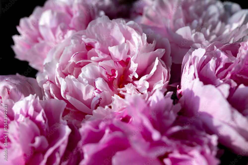 Fresh bunch of pink peonies and roses. Card Concept, pastel colors, close up image Fresh bunch of pink peonies and roses. Card Concept, pastel colors, close up image