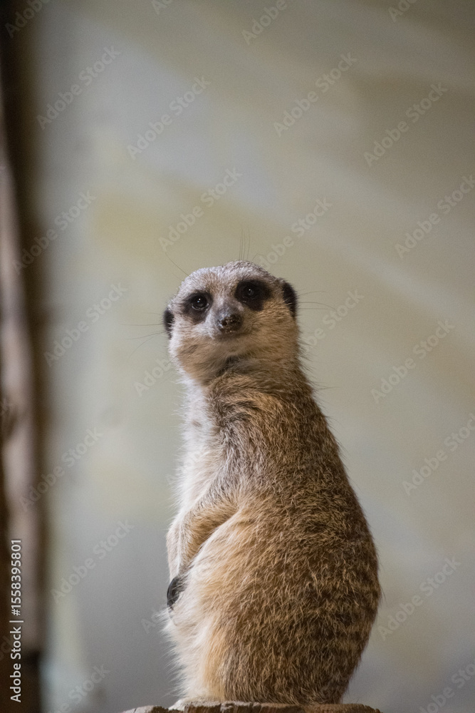 Fototapeta premium Close up of a meerkat watching