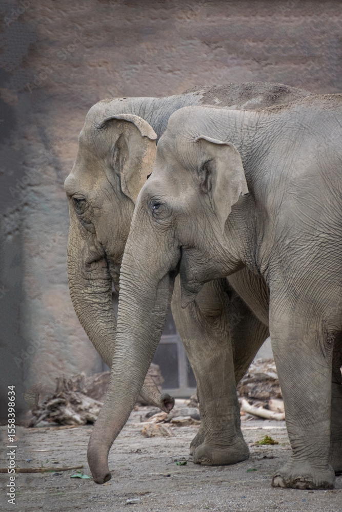 Fototapeta premium Two big elephants in the zoo