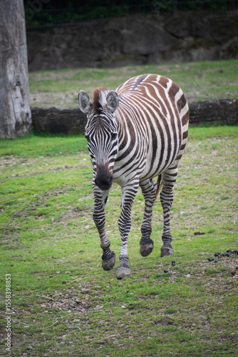 Photography Close up shot of a zebra