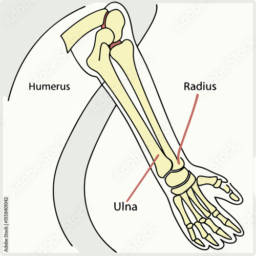 Anatomy Illustration: Medical illustration of the human arm bones, with clear labeling of the radius, ulna, and humerus. Perfect for educational purposes and anatomical studies. 