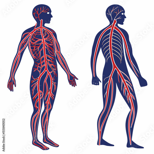 Human Circulatory System: A detailed and illustrative diagram showcases the intricate network of the human circulatory system, highlighting blood vessels, arteries, and veins in a vivid display.