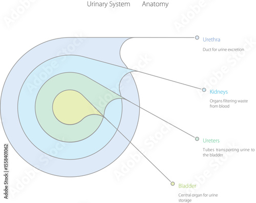 Urinary System Anatomy Diagram