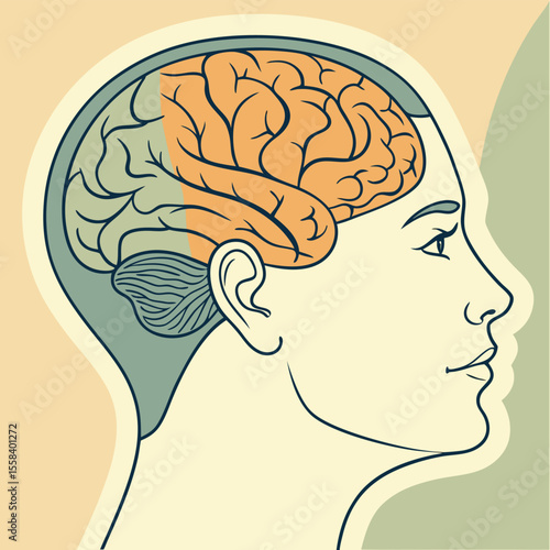 Mind's Eye: Detailed illustration of a human head in profile, revealing the brain. This artwork provides a clear and detailed representation of human neurology