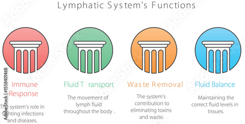 Lymphatic System Functions Diagram: A visually informative diagram illustrating the diverse functions of the lymphatic system including immune response, fluid transport, waste removal.