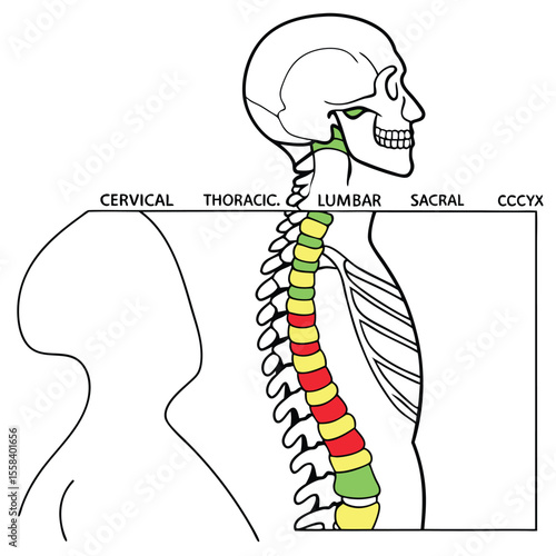 Anatomical Illustration of the Human Spine: A detailed illustration showcasing the cervical, thoracic, lumbar, sacral, and coccyx regions of the spine, rendered in a simplified, diagrammatic style.